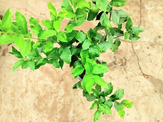 Eureka leamon tree R550