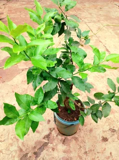 Eureka leamon tree R550