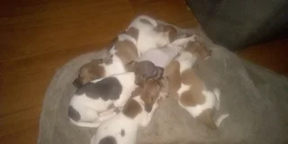 Jack Russell puppies