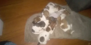 Jack Russell puppies