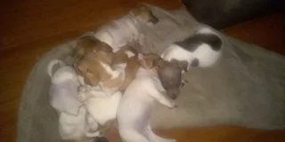 Jack Russell puppies