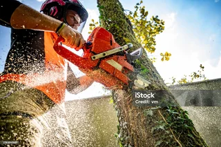 Professinal tree felling services