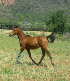 Arabian Colt