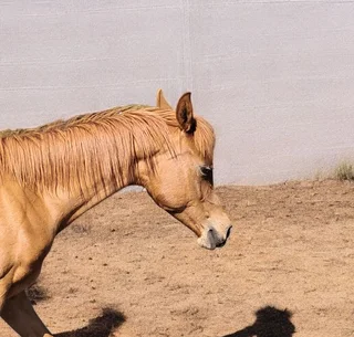Arabian Colt
