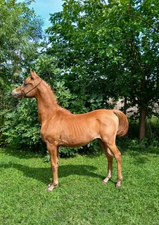 Arabian Colt