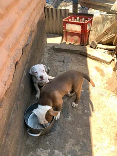 Puppies available