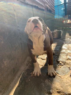 Puppies available