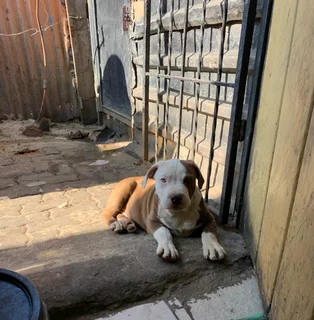 Puppies available