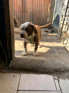 Puppies available