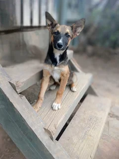 Belgian malinois x Bernese mountain dog