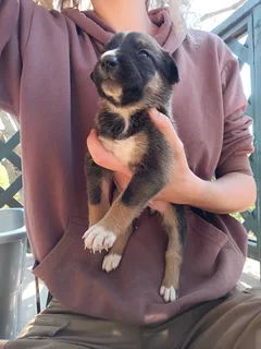 Bernese mountain dog x malinois puppy