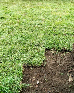 Selling evergreen grass