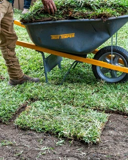 Selling evergreen grass