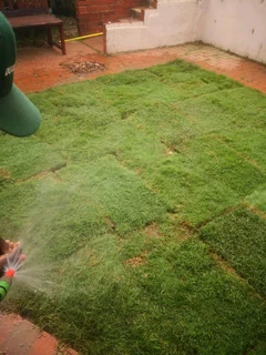 Selling evergreen grass