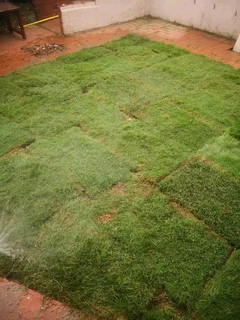 Selling evergreen grass