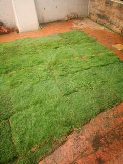 Selling evergreen grass