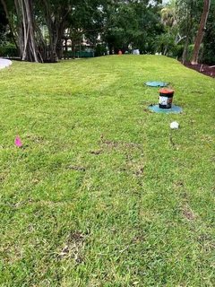 Selling evergreen grass