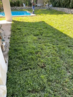 Fresh green grass