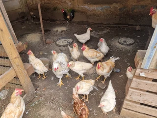 Chickens Egg layers( hyline)