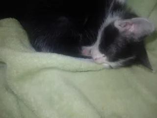 Kitten - Ad posted by Chesney Beukes