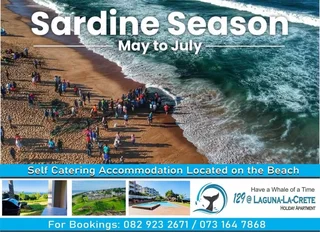 Sardine season holiday