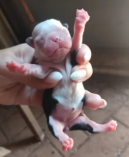 Beautiful Boston Terrier Puppies available