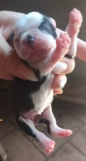 Bostan terriers puppies available and ready 28 February 2026