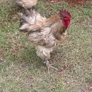 Brahama rooster