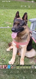 German Shepard puppies