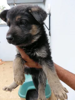 German Shepard puppies
