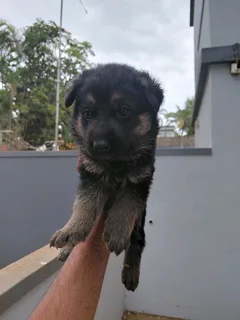 German Shepard puppies