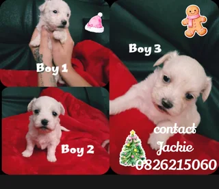 Maltese poodle puppies