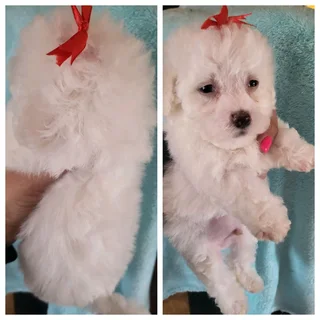 Maltese poodle puppies