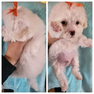 Maltese poodle puppies