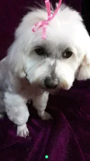 Maltese poodle puppies