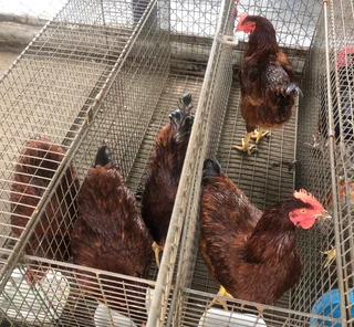 Rhode Island Red Live Roosters
