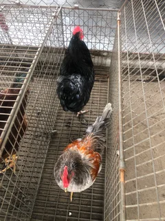 Live Meat Chickens