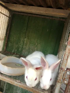 Male New Zealand White Rabbits