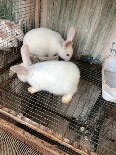 Male New Zealand White Rabbits