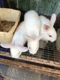 Male New Zealand White Rabbits