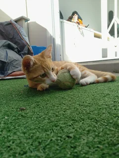 Room - Ad posted by AbiParker