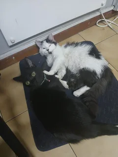 Kittens - Ad posted by Lerato Masoga