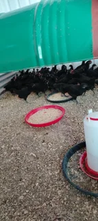 Black heritage chickens