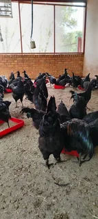 Black australorps roosters