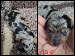 Puppies - Ad posted by Merwelie Greyling