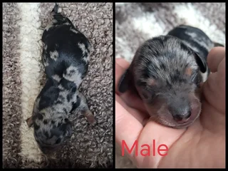 Puppies - Ad posted by Merwelie Greyling