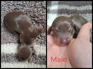 Puppies - Ad posted by Merwelie Greyling