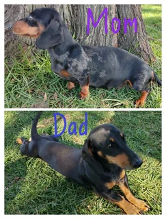 Puppies - Ad posted by Merwelie Greyling