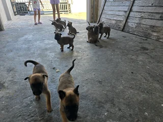 Belgian Malinois