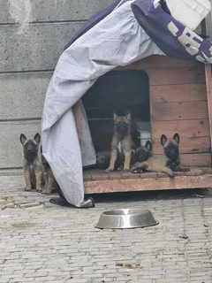 Belgian Malinois